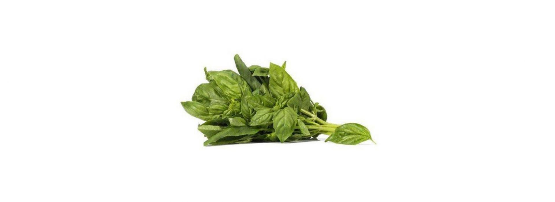 Basil Cress - Koppert Cress