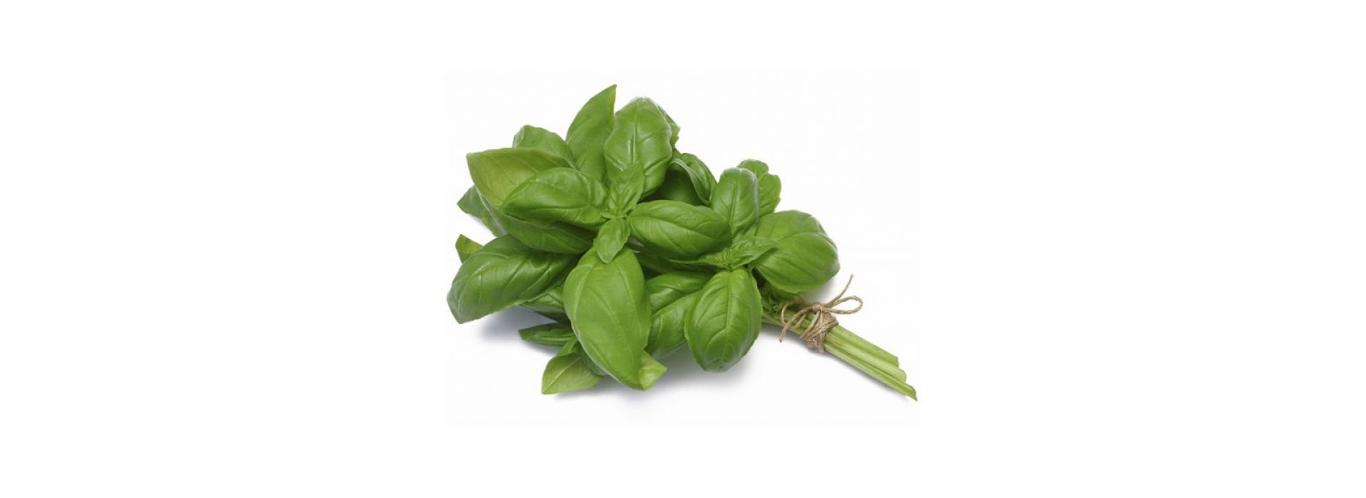 Basil Cress - Koppert Cress