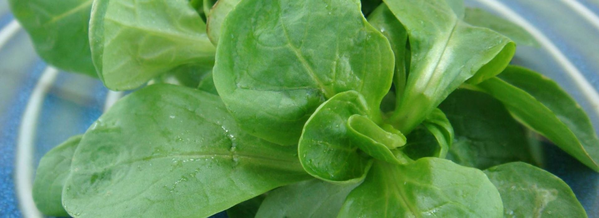 Lettuce Mache Salad