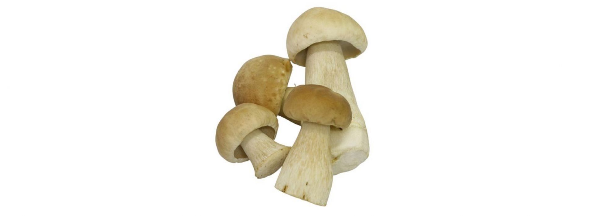 Mushroom Ceps