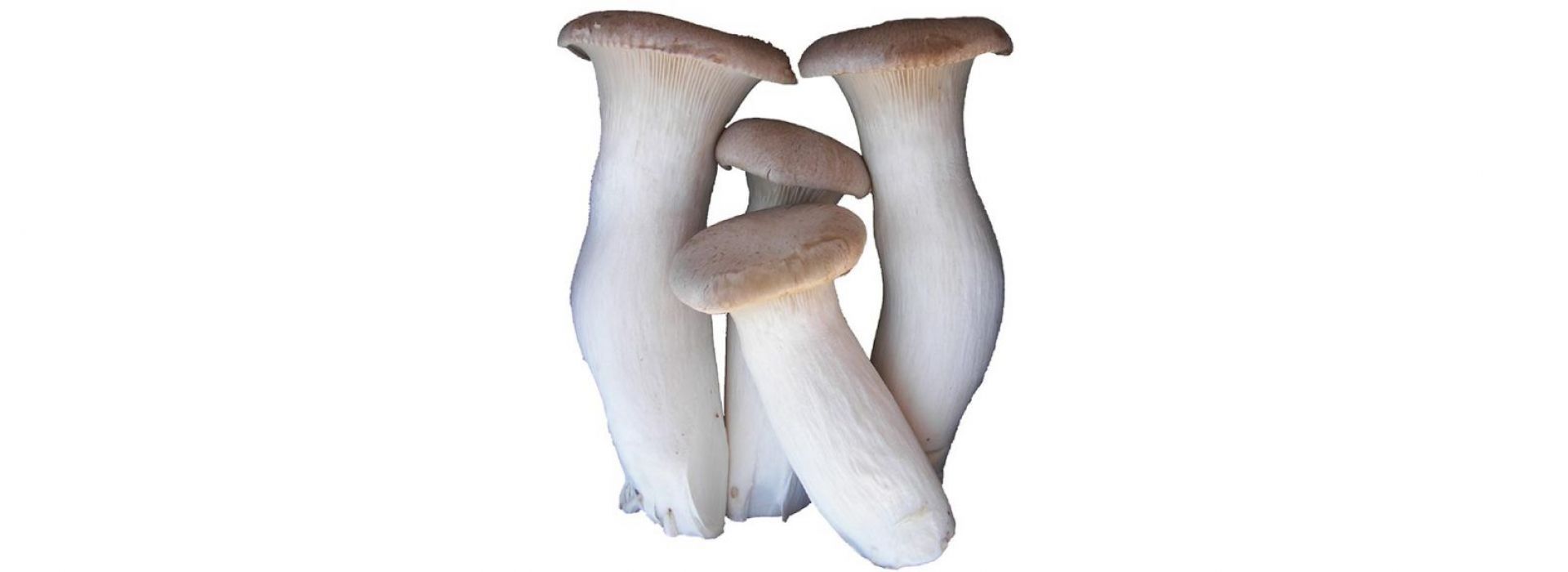 Mushroom Eryngii (King Oyster)