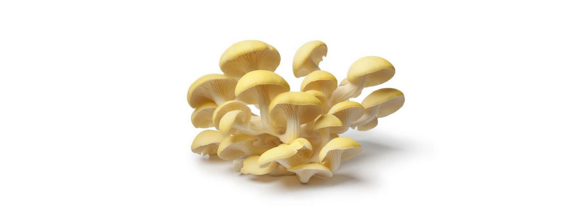 Mushroom Oyster White, Pink & Yellow