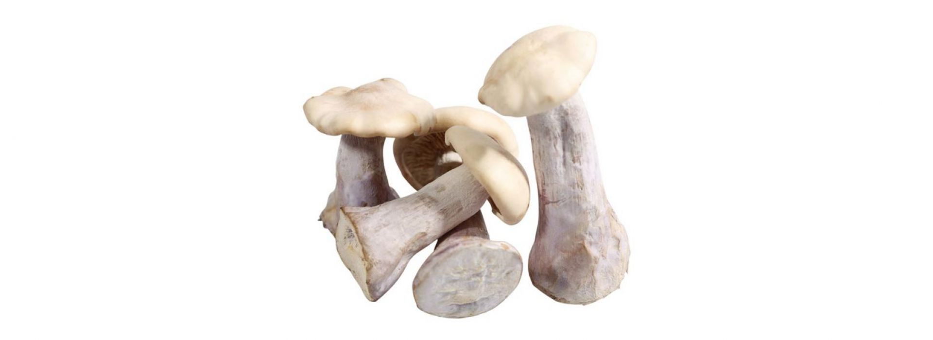 Mushroom Pied Bleu