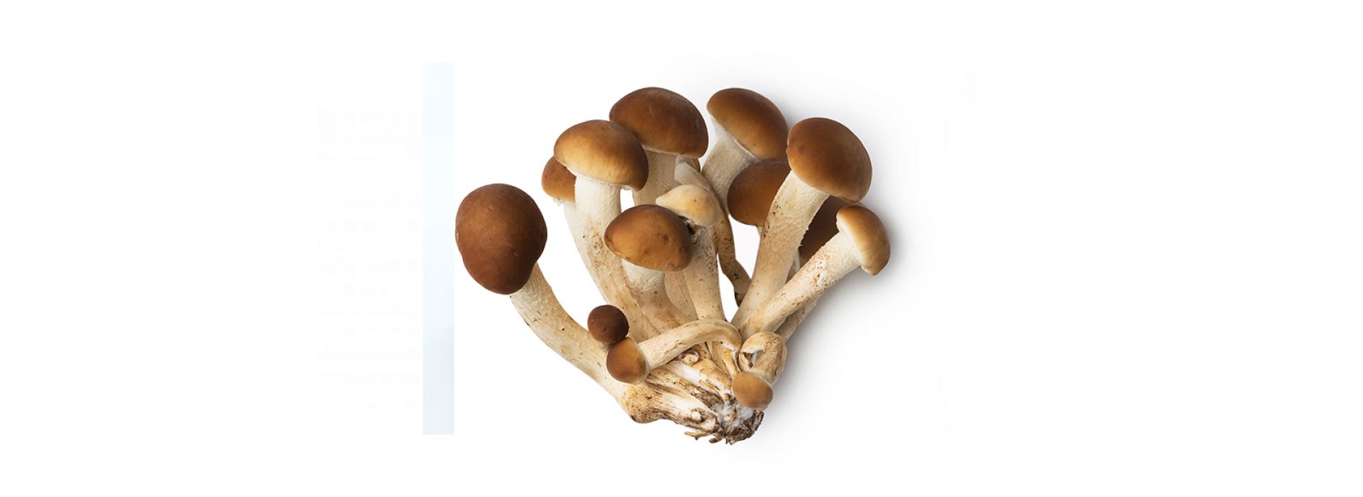 Mushroom Pioppino