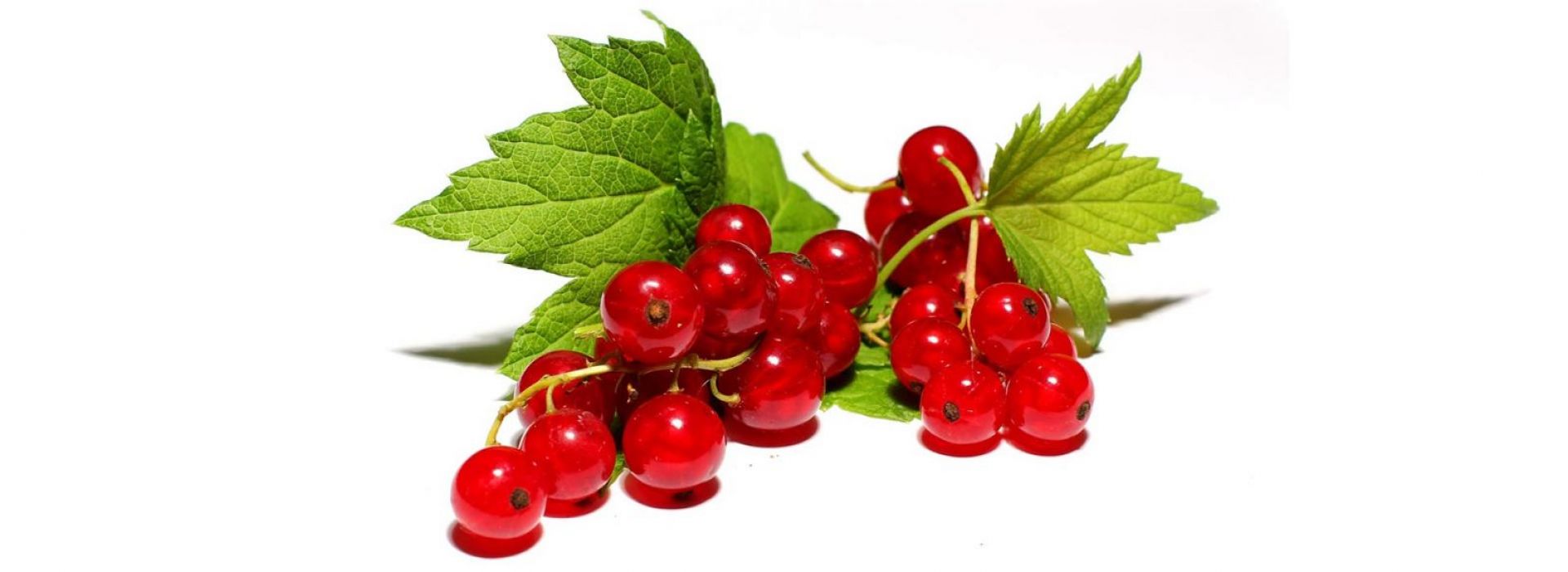 Red Currant 
