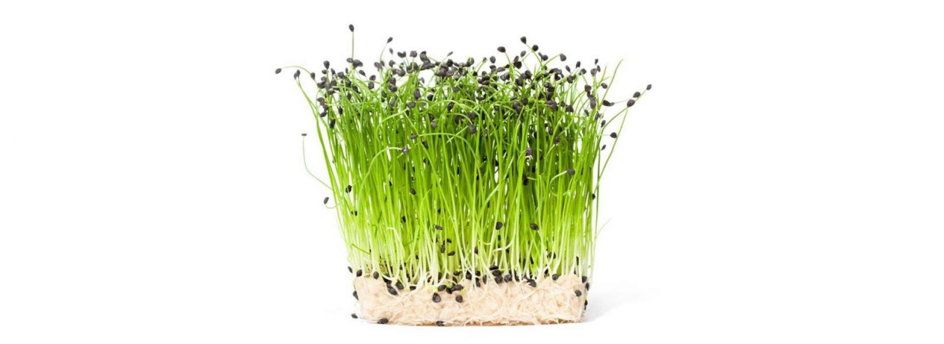 Rock Chives Cress