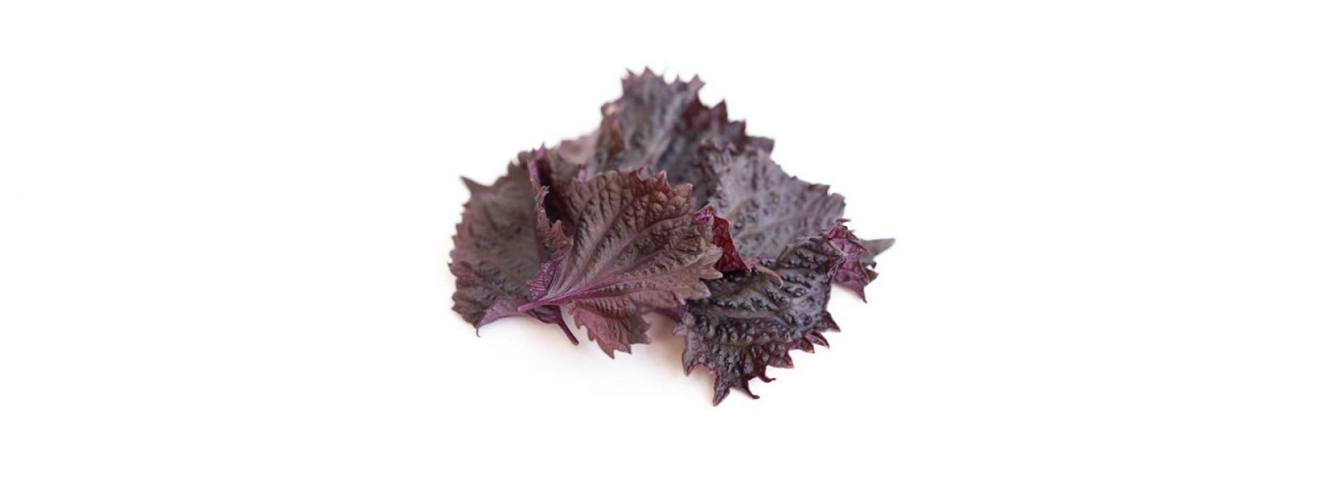 Shiso Leaves Red