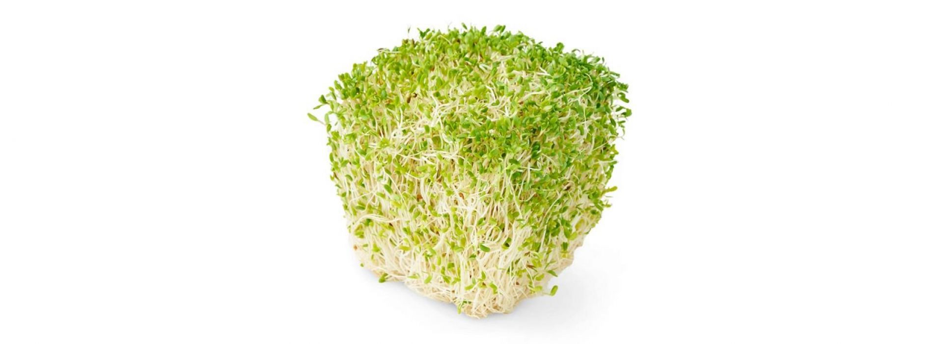 alfalfa sprout