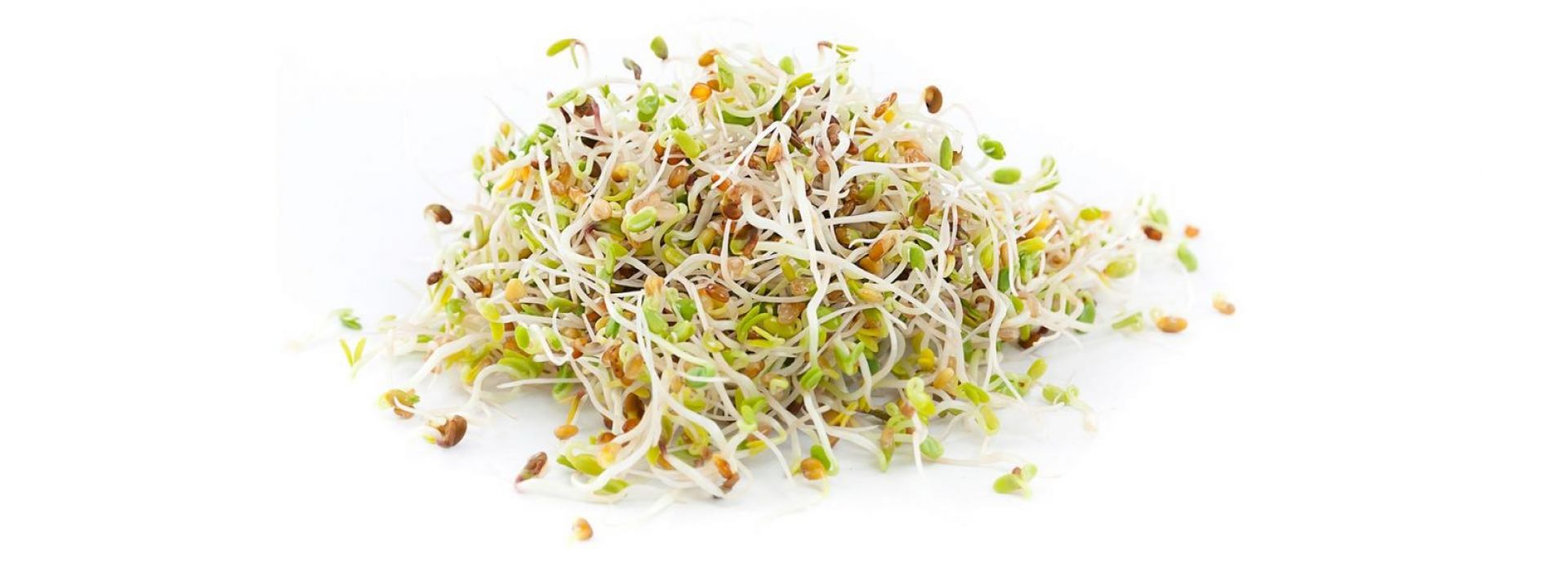 alfalfa sprout