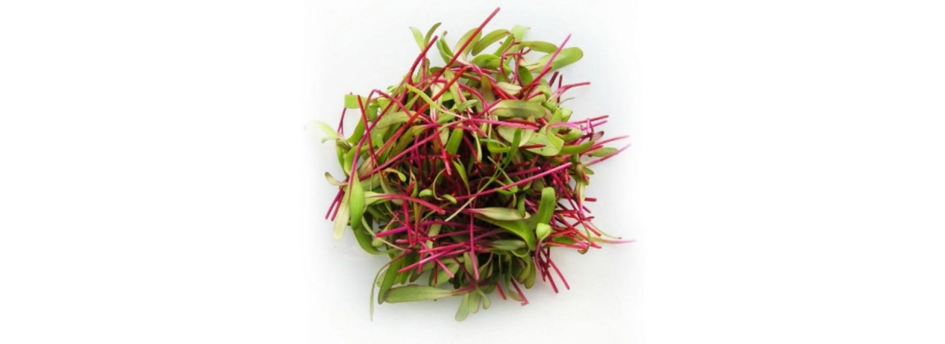Sprout Beetroot