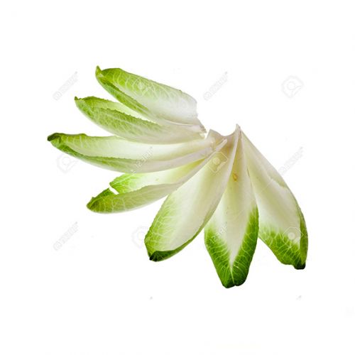 Chicory White