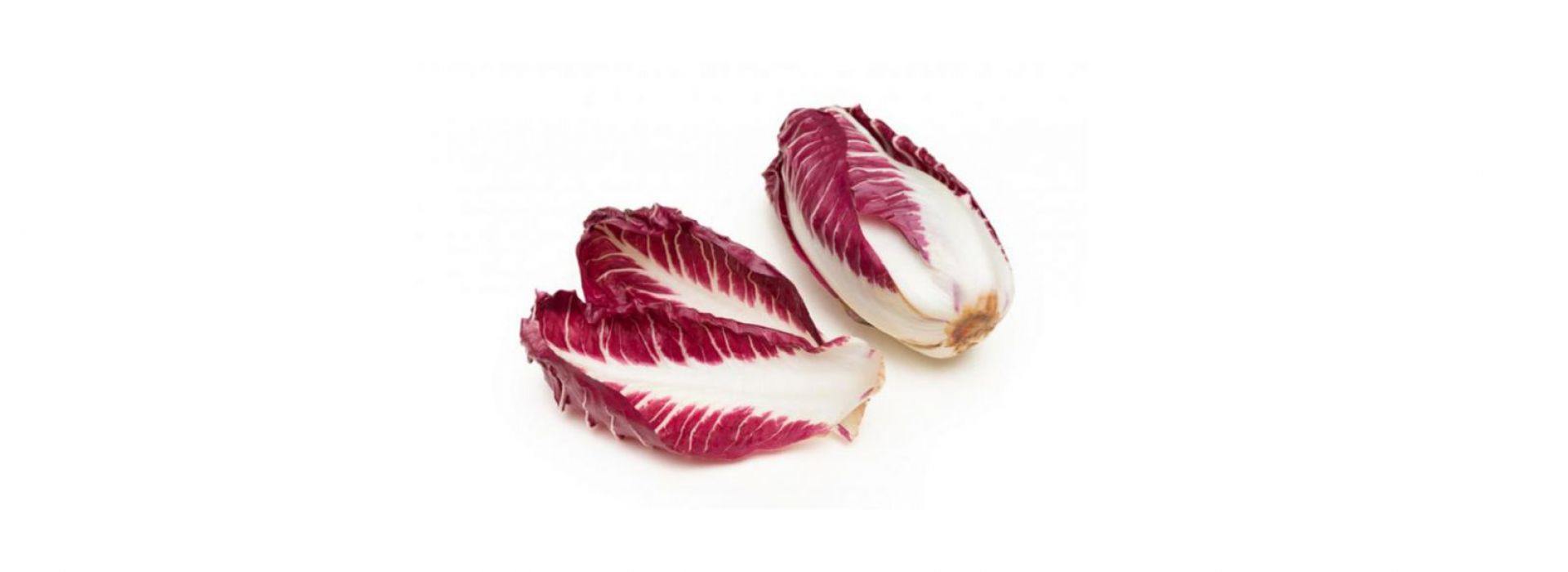 Chicory Red