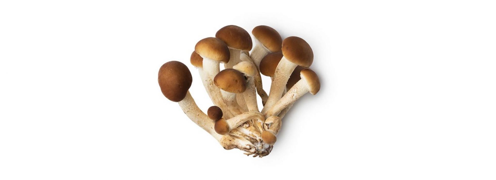 Mushroom Pioppino