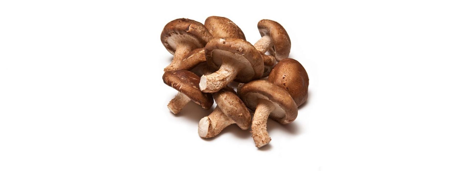 Mushroom Shiitake