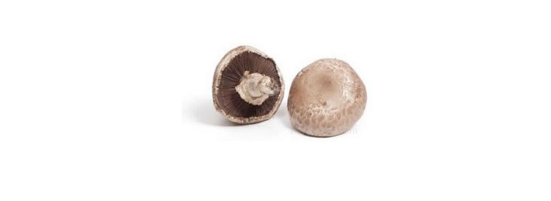 Mushroom Portobello
