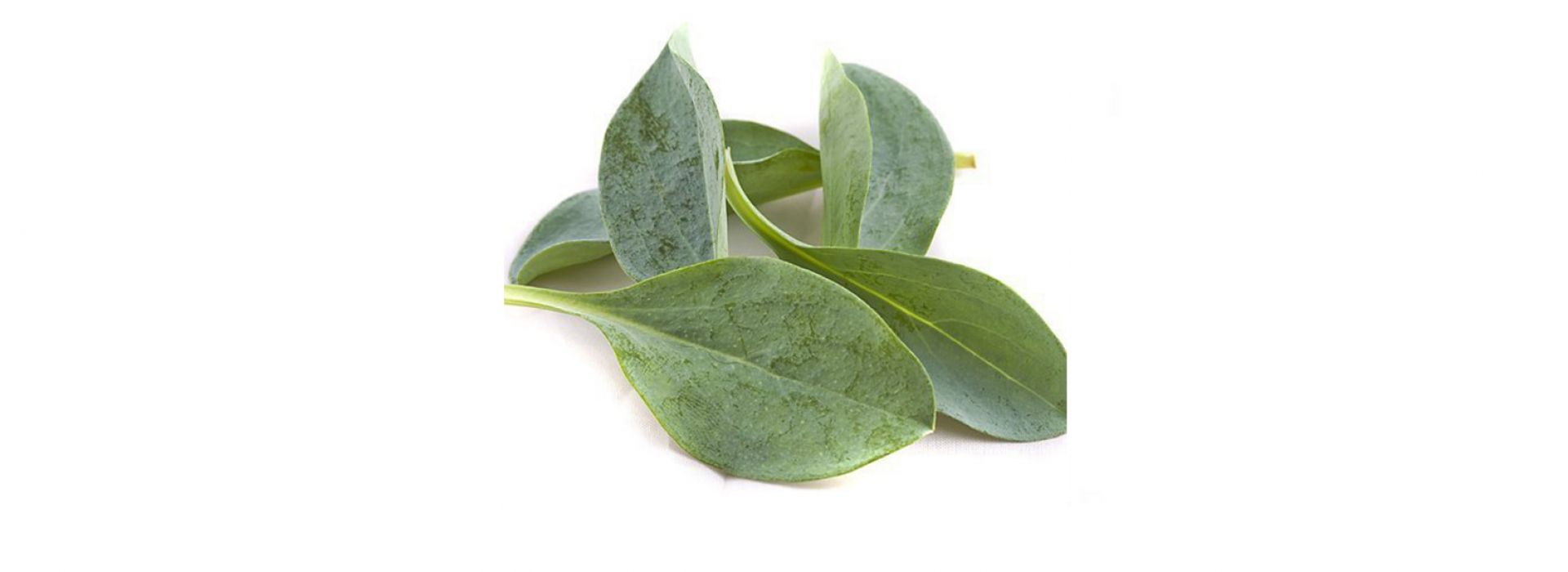 Oyster Leaves