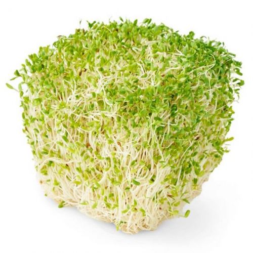 Sprout Alfalfa